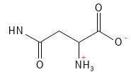 Asparagine struktur